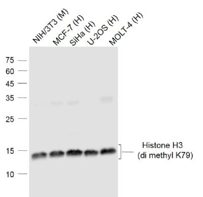 甲基化组蛋白H3(di methyl K79)单克隆抗体