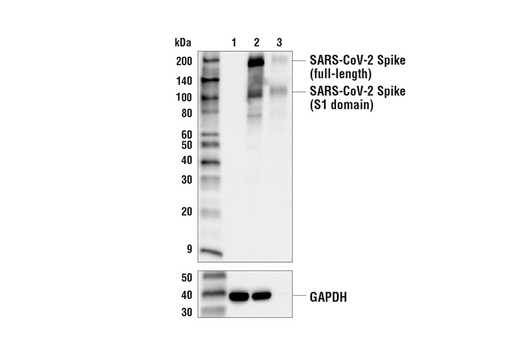 SARS-CoV-2 Spike Protein (RBD) (E2T6M) Mouse mAb