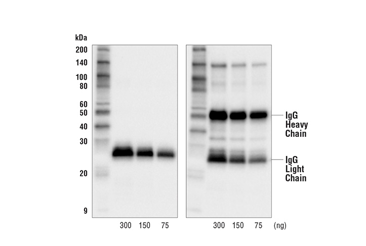 Goat Anti-Rat IgG Light-Chain Specific Antibody (HRP Conjugate)