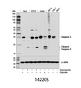 Caspase-3 (D3R6Y) Rabbit mAb