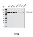Glycolysis Antibody Sampler Kit