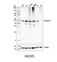 Caspase-1 (E2Z1C) Rabbit mAb