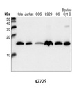 Cytochrome c Antibody