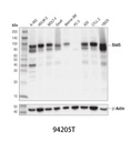Stat5 (D2O6Y) Rabbit mAb