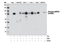 Phospho-Erk1/2 Pathway Sampler Kit