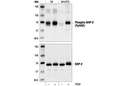 Phospho-SHP-2 (Tyr542) Antibody