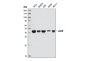JunB (C37F9) Rabbit mAb