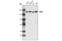 EEA1 Antibody
