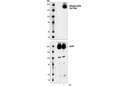 Phospho-EGF Receptor (Tyr1148) Antibody