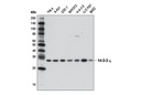 14-3-3 Family Antibody Sampler Kit