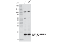 Mono-Methyl-Histone H3 (Lys27) (D3R8N) Rabbit mAb