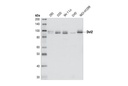 Dvl2 Antibody