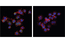 Phospho-STING (Ser365) (D1C4T) Rabbit mAb