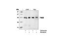 FADD Antibody (Human Specific)