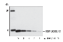 SDF1/CXCL12 Antibody