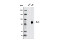 Toll-like Receptor 1 Antibody