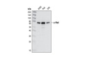 c-Rel Antibody