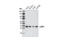 LASP1 Antibody
