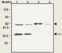 Anti-Catalase抗体- Peroxisome Marker