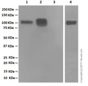 Anti-CD19 antibody [EPR5906]