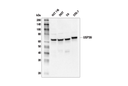 USP39 (E8U2M) Rabbit Monoclonal Antibody